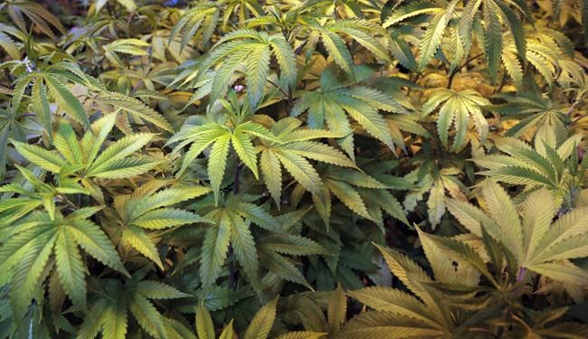 Legal marijuana shops could boost nearby properties: experts, study | iNFOnews.ca