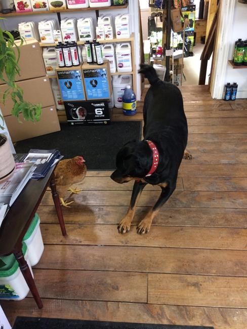 Rottweiler and chicken appear to be best of friends in YouTube videos | iNFOnews.ca Rottweiler and chicken appear to be best of friends in YouTube videos | iNFOnews.ca