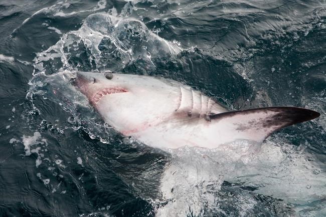 Ottawa eyes protection measures for the porbeagle - 'Canada's shark' | iNFOnews.ca