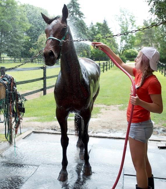 North America Cup harness race a family affair for driver Jody Jamieson | iNFOnews.ca