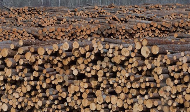 B.C. wildfires linked to rising lumber prices and rallying forest company shares | iNFOnews.ca