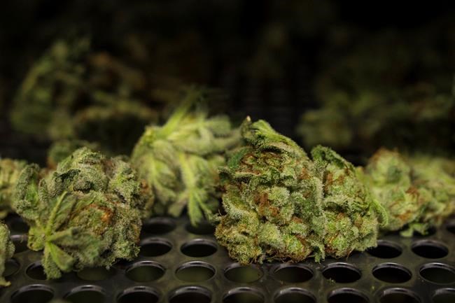 Ontario cities face tight timelines for 'opting out' of hosting cannabis shops | iNFOnews.ca