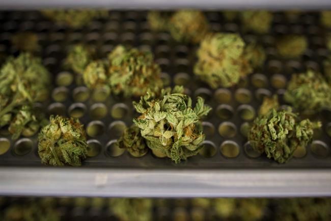 Black communities press feds for cannabis amnesty as pot legalization nears | iNFOnews.ca