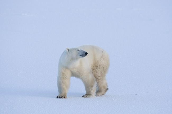 Coastal Labrador on alert after polar bears sighted roaming through town | iNFOnews.ca