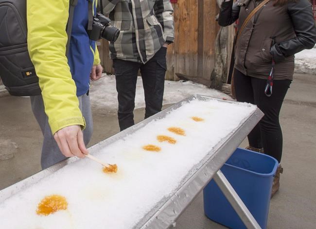 Quebec maple producers have sweet year, produce a record 159 million pounds | iNFOnews.ca CP838610960