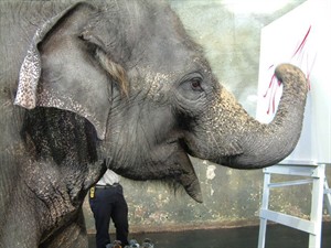 Trio of trunks: Calgary's female elephants moving to Smithsonian National Zoo | iNFOnews.ca CP24588715
