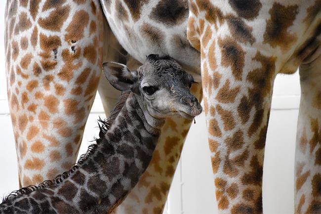 It's a long-necked boy! Calgary Zoo giraffe Emara finally a mother | iNFOnews.ca