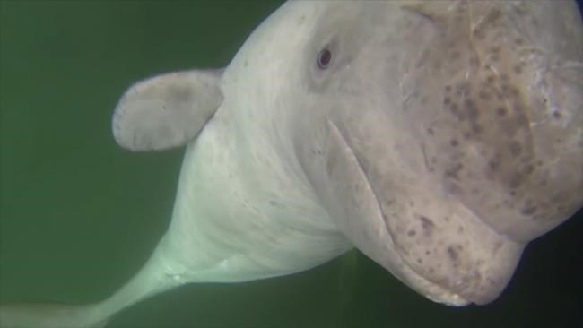 Concerns raised for young beluga that has befriended small Newfoundland village | iNFOnews.ca Concerns raised for young beluga that has befriended small Newfoundland village | iNFOnews.ca