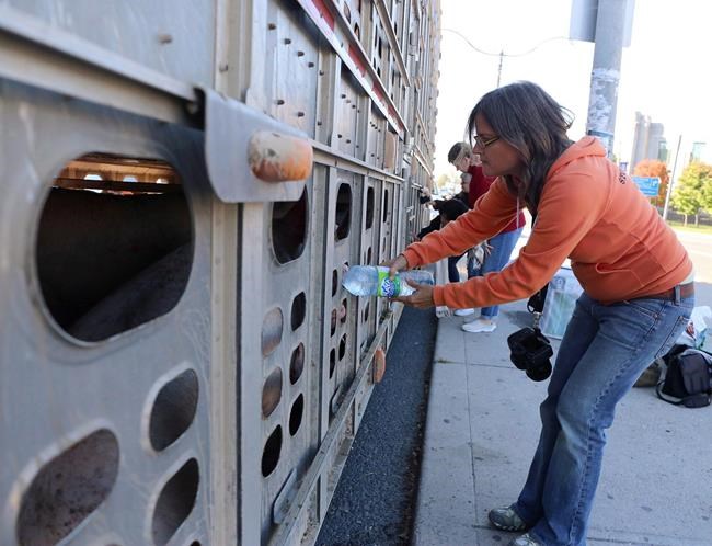 Woman who gave water to pigs headed to slaughter testifies at her mischief trial | iNFOnews.ca Woman who gave water to pigs headed to slaughter testifies at her mischief trial | iNFOnews.ca