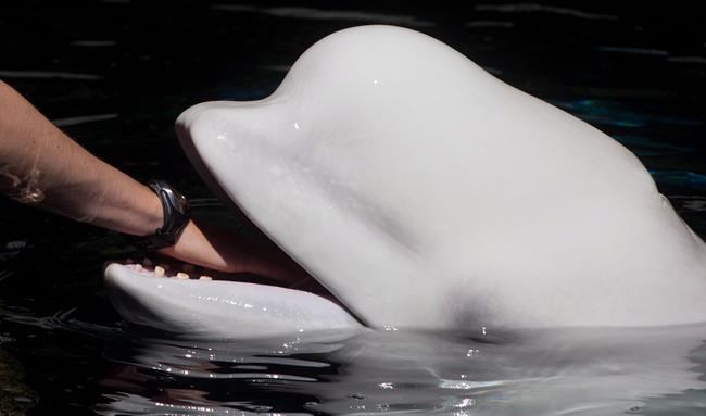 Health of Vancouver Aquarium's lone beluga whale deteriorates | iNFOnews.ca