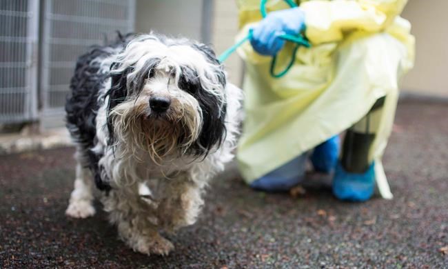 SPCA seizes 29 dogs in poor condition from breeder in Squamish, B.C. | iNFOnews.ca SPCA seizes 29 dogs in poor condition from breeder in Squamish, B.C. | iNFOnews.ca
