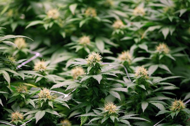 Class action lawsuit filed against N.B. marijuana producer over pesticides | iNFOnews.ca Class action lawsuit filed against N.B. marijuana producer over pesticides | iNFOnews.ca