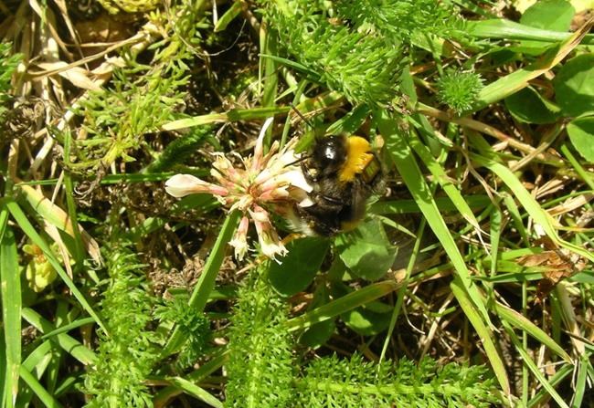 Slow-learning bees as successful as smart ones, and live longer: Study | iNFOnews.ca CP1730591231