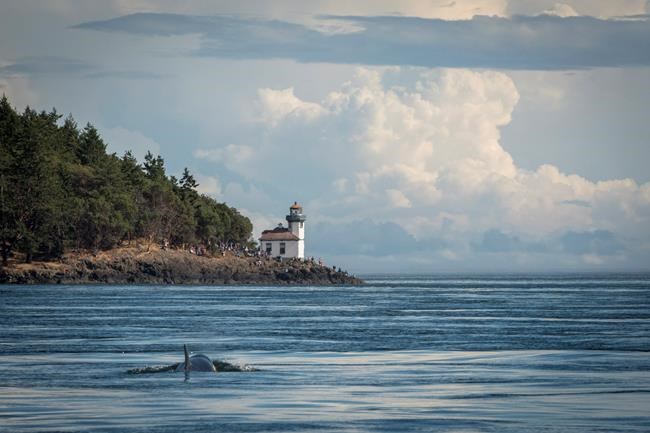 Young West Coast orca in a tough slog to keep up with her pod: experts | iNFOnews.ca CP239160202
