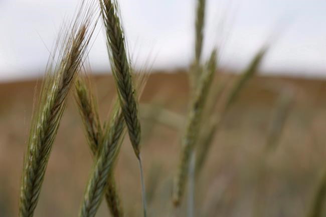 Union calls for Canada to buy back Canadian Wheat Board from Saudis over spat | iNFOnews.ca