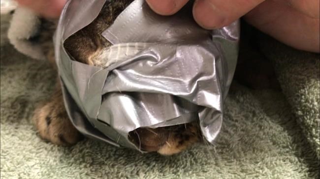 'We've never seen this kind of abuse,' says woman who found duct-taped face | iNFOnews.ca 'We've never seen this kind of abuse,' says woman who found duct-taped face | iNFOnews.ca