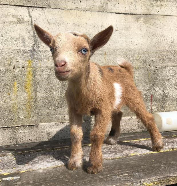 12-day-old goat stolen during snuggle event at Vancouver Island farm, owners say | iNFOnews.ca 12-day-old goat stolen during snuggle event at Vancouver Island farm, owners say | iNFOnews.ca