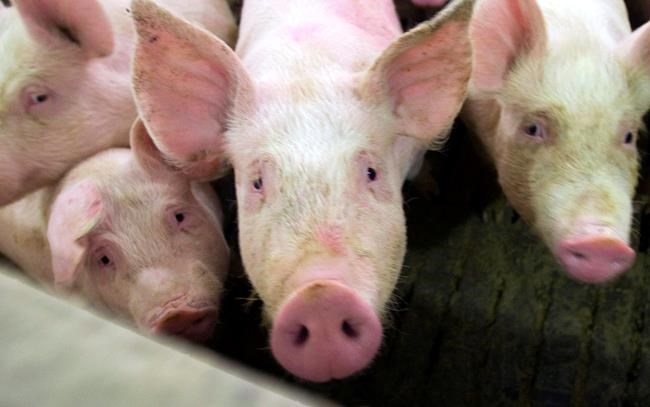 Quebec's biggest agri-food company buys pork and milling assets of F. Menard | iNFOnews.ca Quebec's biggest agri-food company buys pork and milling assets of F. Menard | iNFOnews.ca