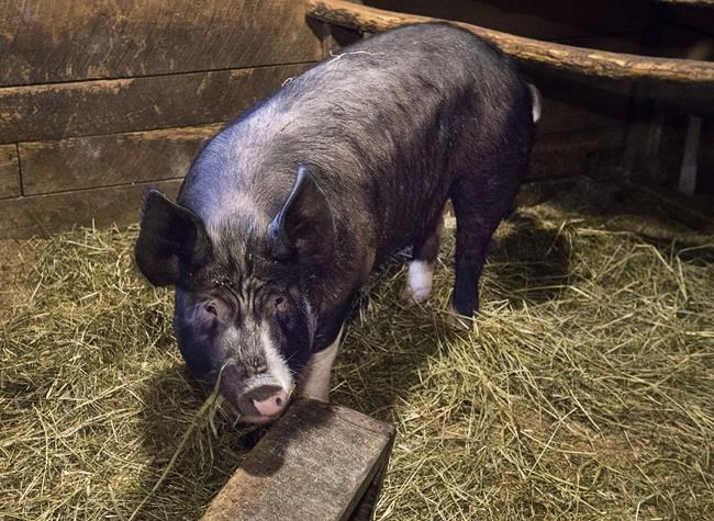 China cancels ban on shipments of pork, beef products from Canada | iNFOnews.ca