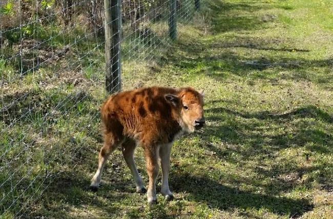 Syncrude says bison herd holding up well as wildfires rage nearby | iNFOnews.ca