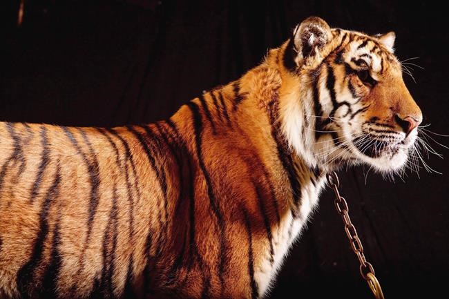 Bowmanville Zoo to close at end of season, citing attendance problems | iNFOnews.ca Bowmanville Zoo to close at end of season, citing attendance problems | iNFOnews.ca