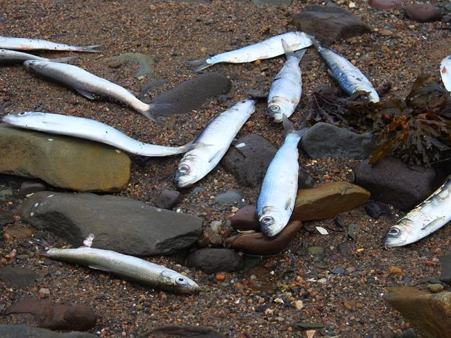 Fish mystery: Thousands of dead herring washing ashore in western Nova Scotia | iNFOnews.ca Fish mystery: Thousands of dead herring washing ashore in western Nova Scotia | iNFOnews.ca
