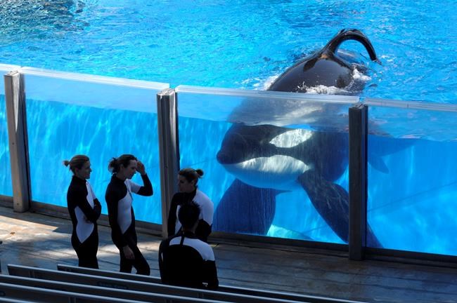 Tilikum, orca from B.C. who killed three people, dies at SeaWorld | iNFOnews.ca Tilikum, orca from B.C. who killed three people, dies at SeaWorld | iNFOnews.ca