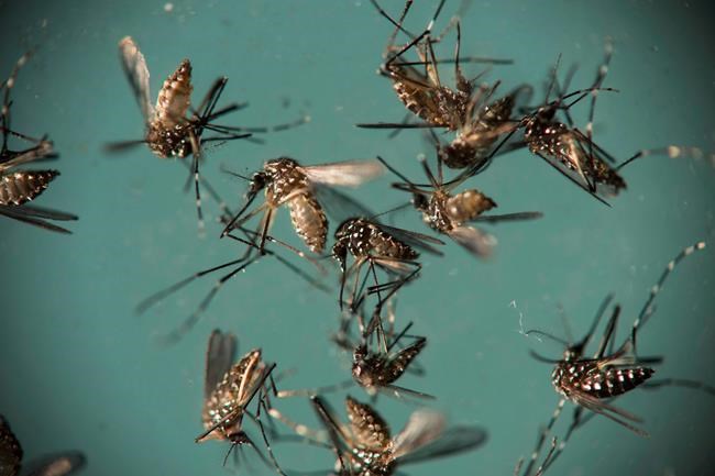 Mosquito species responsible for the majority of Zika cases caught in Ontario | iNFOnews.ca