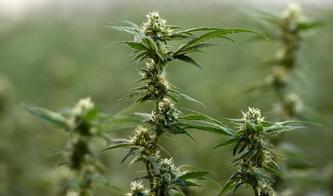 TMX leaves door open for clearing trades of pot stocks with U.S. activities | iNFOnews.ca