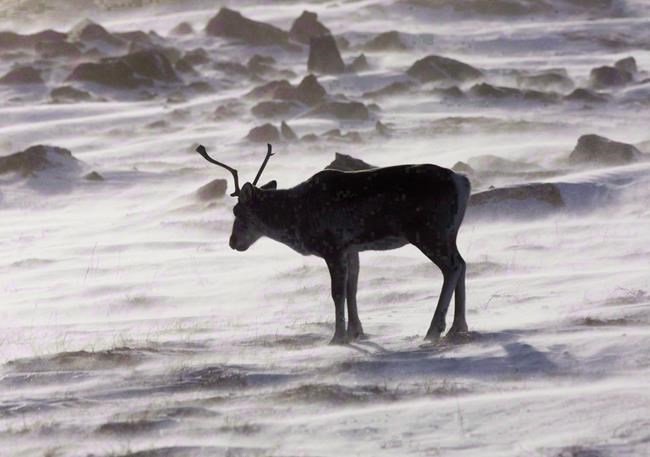 Federal government should manage Alberta's threatened caribou: letter | iNFOnews.ca Federal government should manage Alberta's threatened caribou: letter | iNFOnews.ca