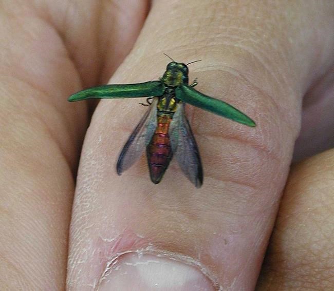 'It's as bad as it sounds:' Ash borer beetle makes first appearance in the West | iNFOnews.ca 'It's as bad as it sounds:' Ash borer beetle makes first appearance in the West | iNFOnews.ca