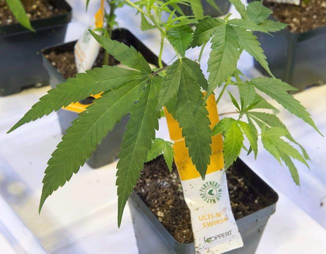 Aurora Cannabis purchases 450,000 shares, or 1.8%, of CanniMed Therapeutics | iNFOnews.ca