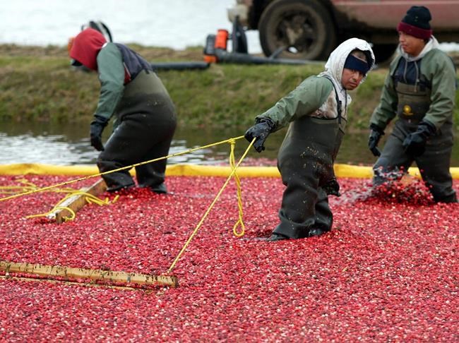 Ocean Spray signs agreement to buy Quebec company Atoka Cranberries | iNFOnews.ca