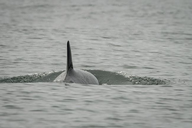 NOAA calls off active search for sick endangered killer whale dubbed J50 | iNFOnews.ca CP38763806