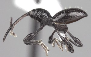 CP172572660
