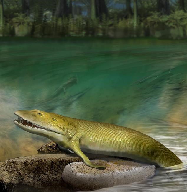 Fish fingers: Origin of human hand and land animals found in ancient fish fossil | iNFOnews.ca
