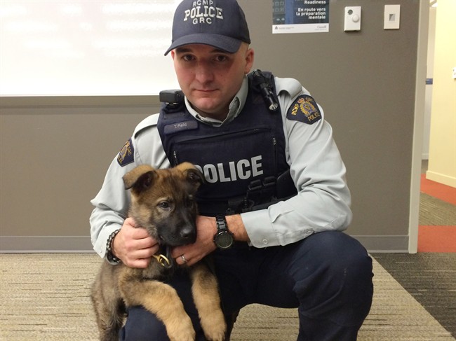 Progress of RCMP puppies to be documented on Twitter and Facebook | iNFOnews.ca CP35734999