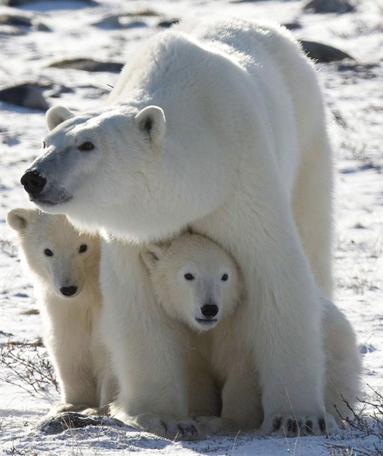 Southernmost polar bears losing weight as ice shrinks: study | iNFOnews.ca