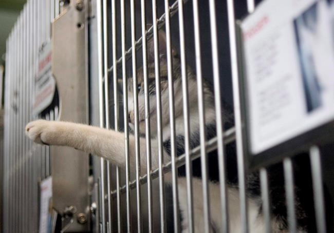Canada's humane societies complain of being short-changed by governments | iNFOnews.ca Canada's humane societies complain of being short-changed by governments | iNFOnews.ca