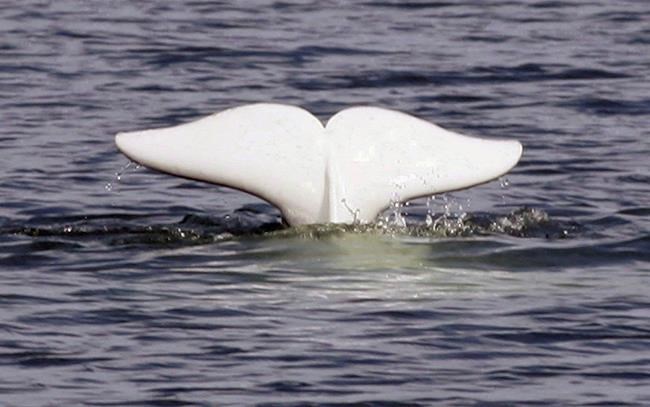 Warmer temperatures, more killer whales bad news for belugas: study | iNFOnews.ca