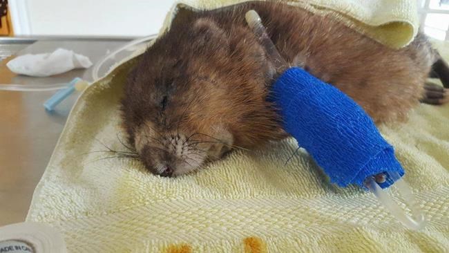 Injured muskrat named George dies, funds raised for rodent to go toward autopsy | iNFOnews.ca