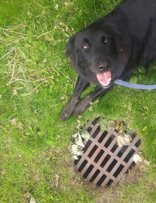 New Brunswick dog finds lost cat in storm drain, is hailed as hero | iNFOnews.ca