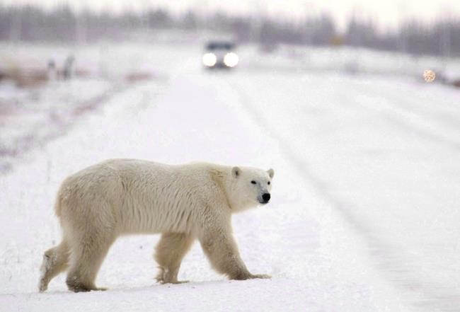 Not 'man-eating beasts:' Study suggests attacking polar bears young, hungry | iNFOnews.ca Not 'man-eating beasts:' Study suggests attacking polar bears young, hungry | iNFOnews.ca