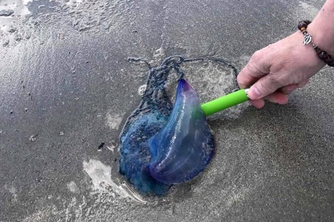 Portuguese man-of-war showing up far from home in Atlantic waters | iNFOnews.ca Portuguese man-of-war showing up far from home in Atlantic waters | iNFOnews.ca
