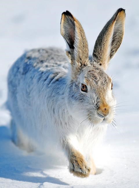 Research finds evolutionary 'secret sauce' against climate change | iNFOnews.ca