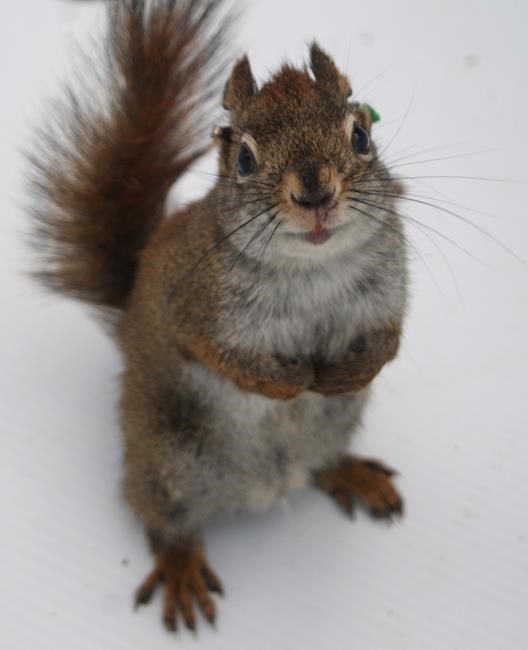 Red squirrels kill offspring of male rivals when food is abundant: study | iNFOnews.ca