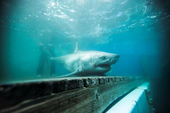 'Enormous breakthrough' for great white shark expedition off Nova Scotia | iNFOnews.ca 'Enormous breakthrough' for great white shark expedition off Nova Scotia | iNFOnews.ca