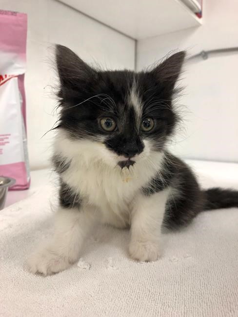 Victoria officials confirm kitten tossed in trash ingested methamphetamine | iNFOnews.ca