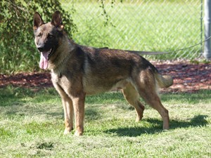 Paws get new posting: slain RCMP officer's police dog to return to work soon | iNFOnews.ca CP29658065