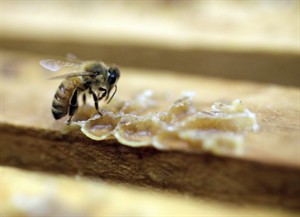 RCMP investigate report that thousands of bees may have been poisoned | iNFOnews.ca CP29935484